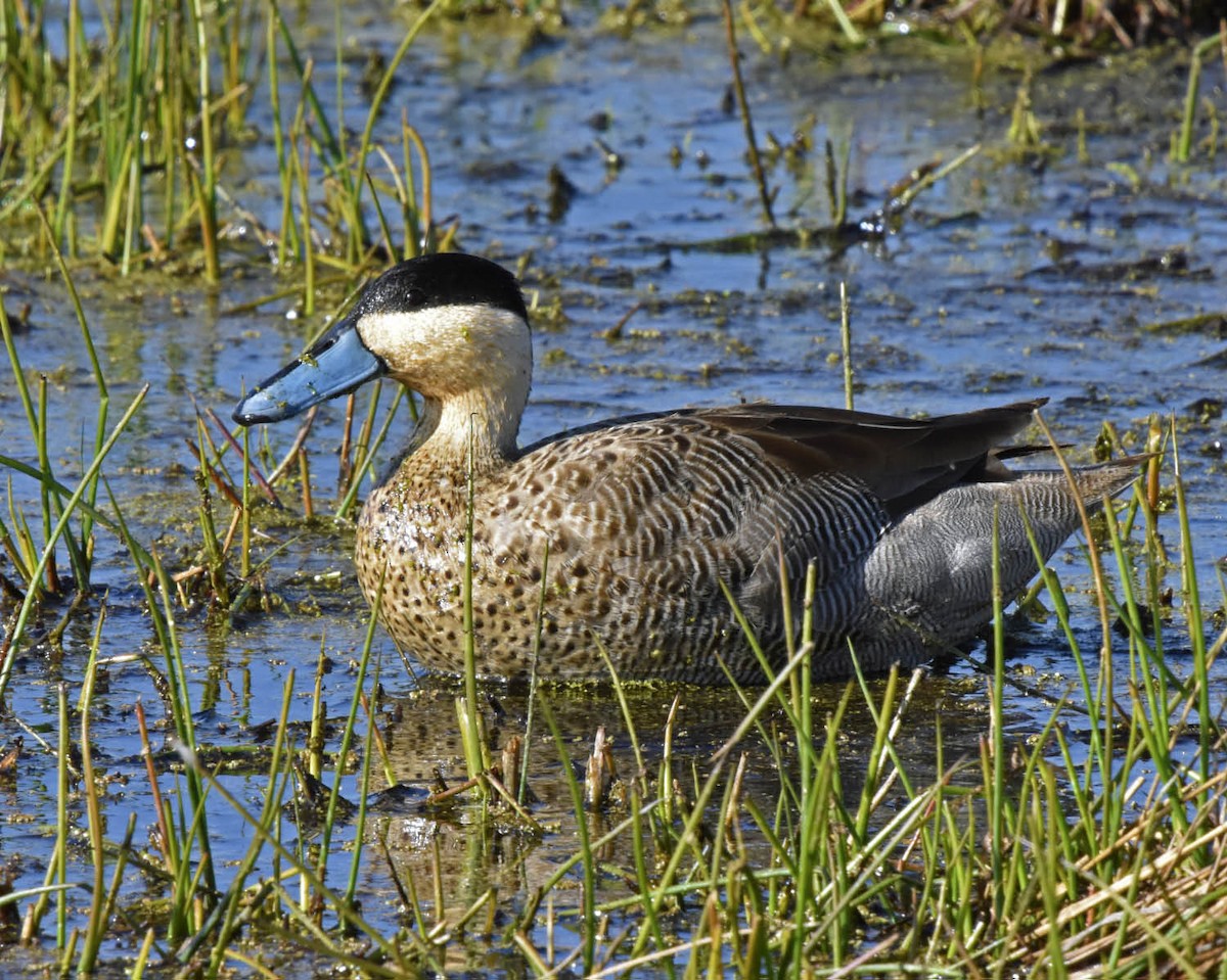 Puna Teal - ML205828821