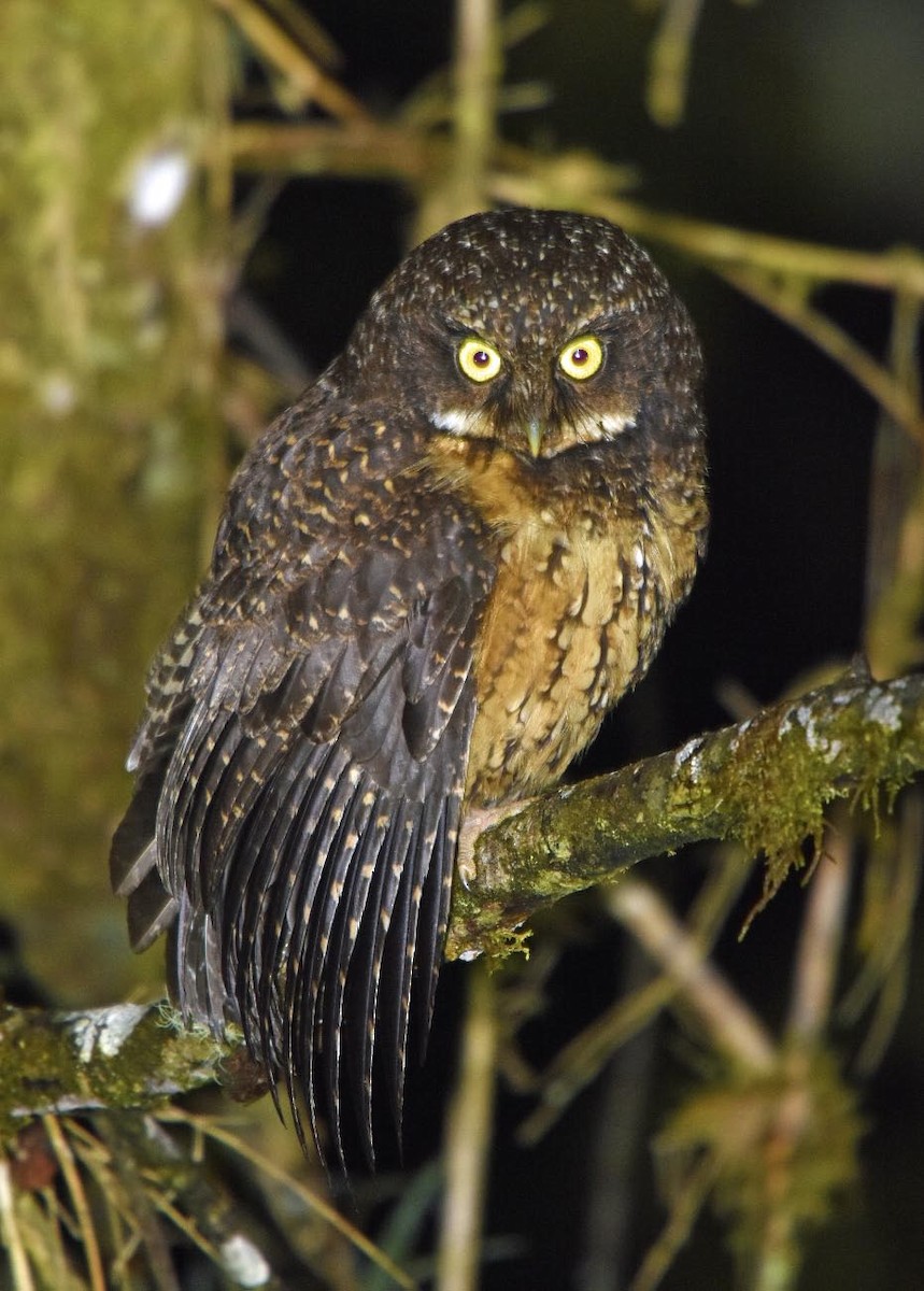 White-throated Screech-Owl - ML205829111