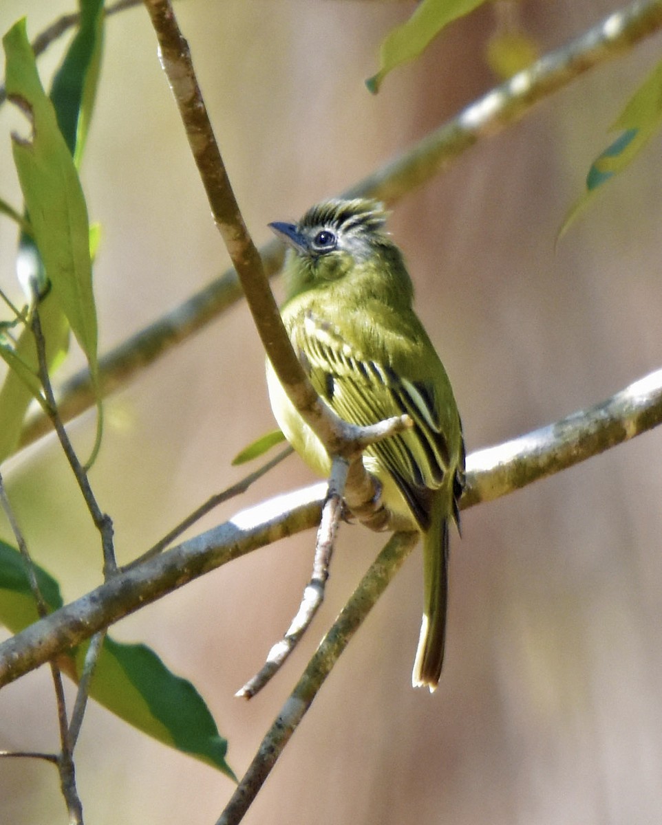 Yellow-margined Flatbill (assimilis Group) - ML205829311