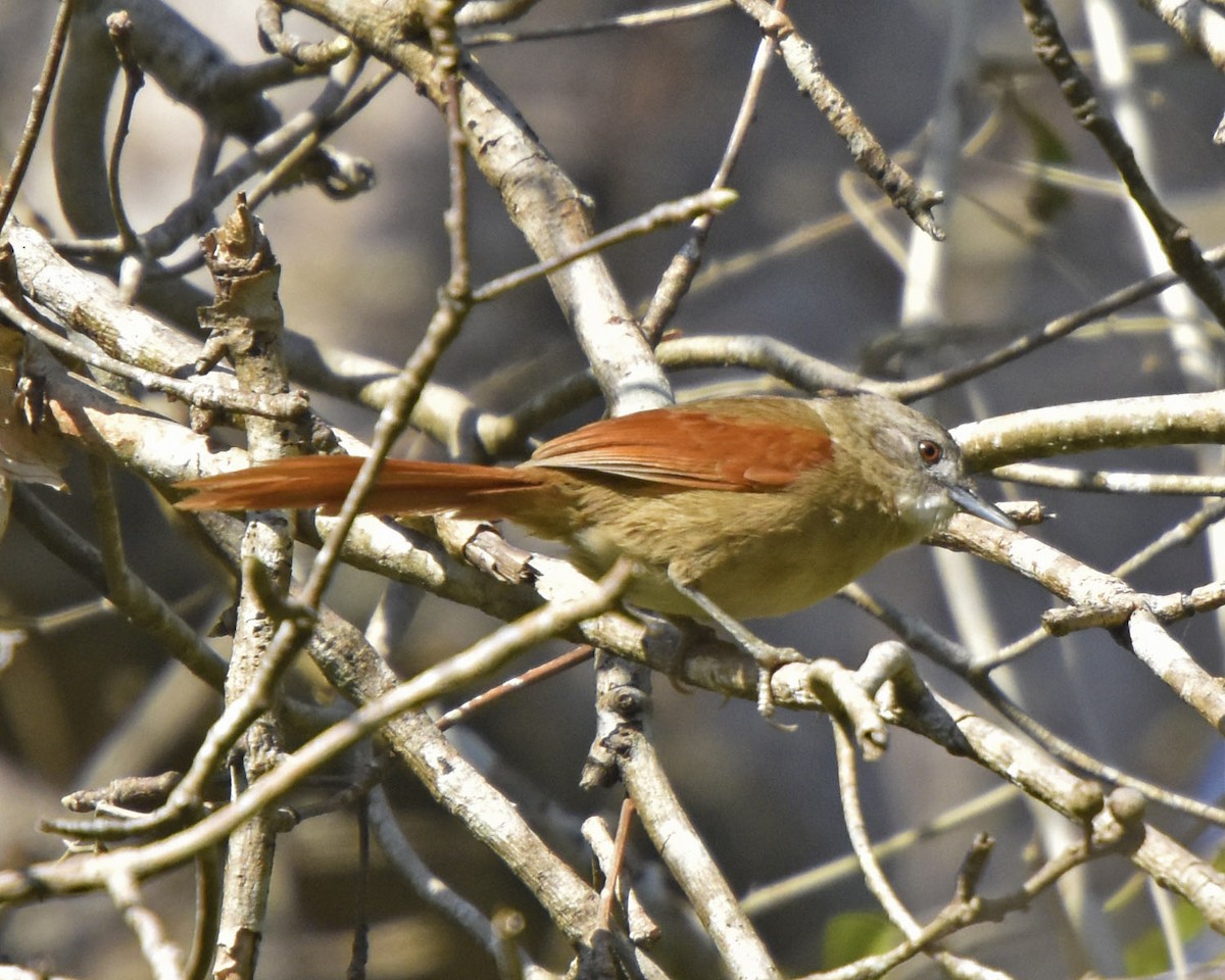 Plain-crowned Spinetail - Tini & Jacob Wijpkema