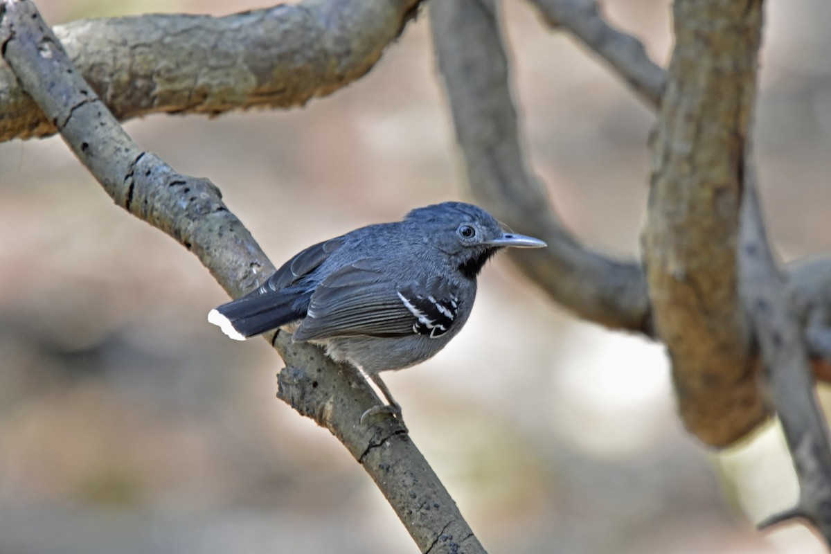 Band-tailed Antbird - ML205829421