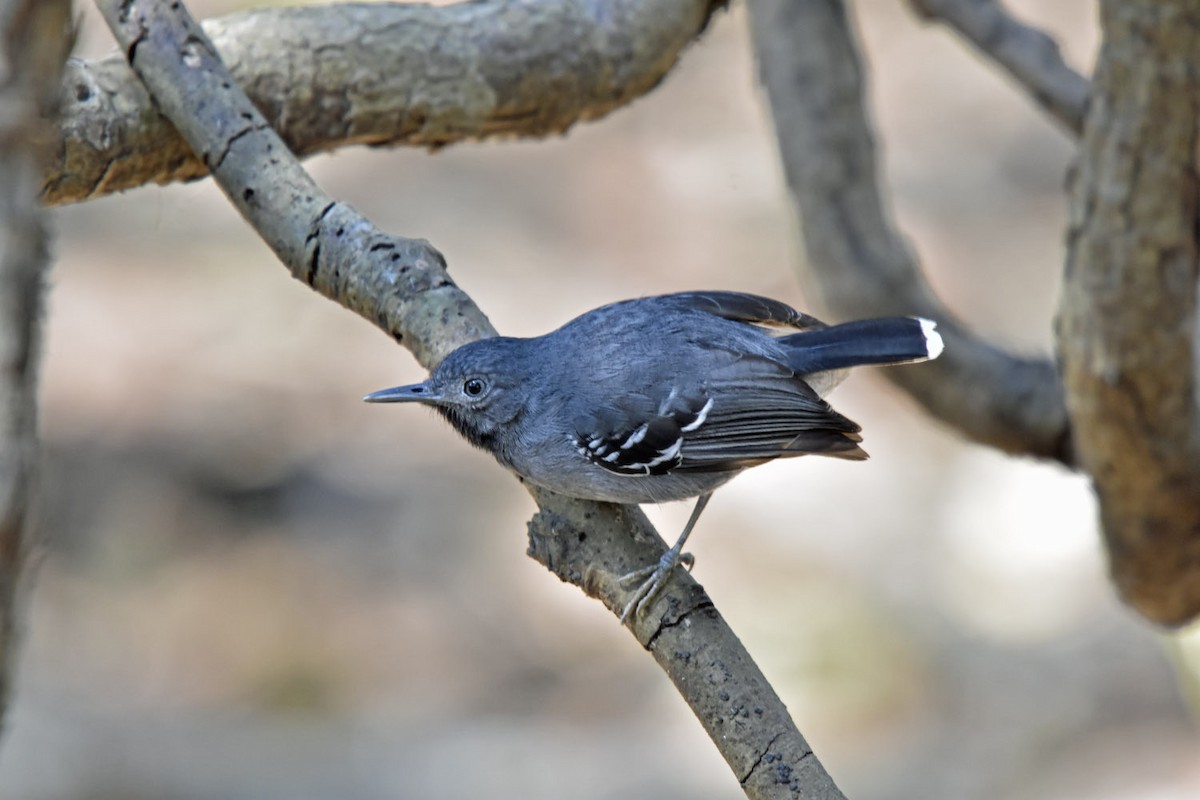 Band-tailed Antbird - ML205829431