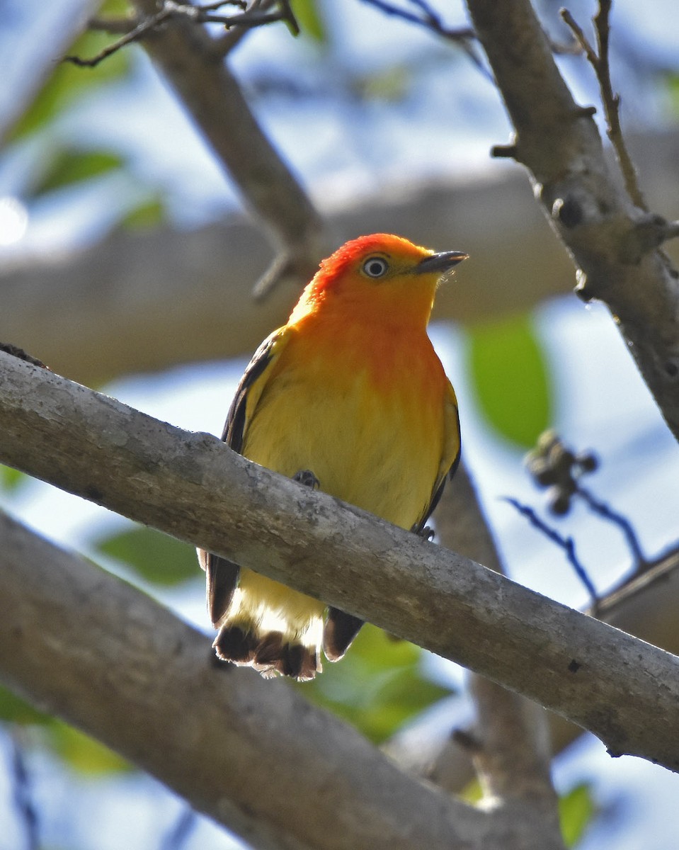 Band-tailed Manakin - ML205829441