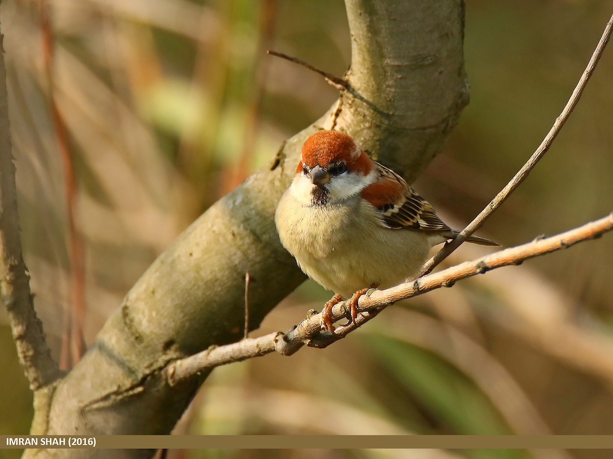 Russet Sparrow - ML205830731