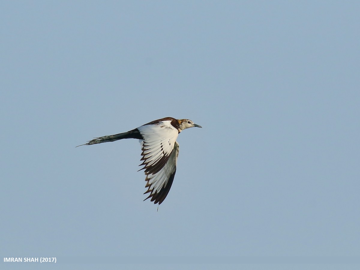 Pheasant-tailed Jacana - ML205830861