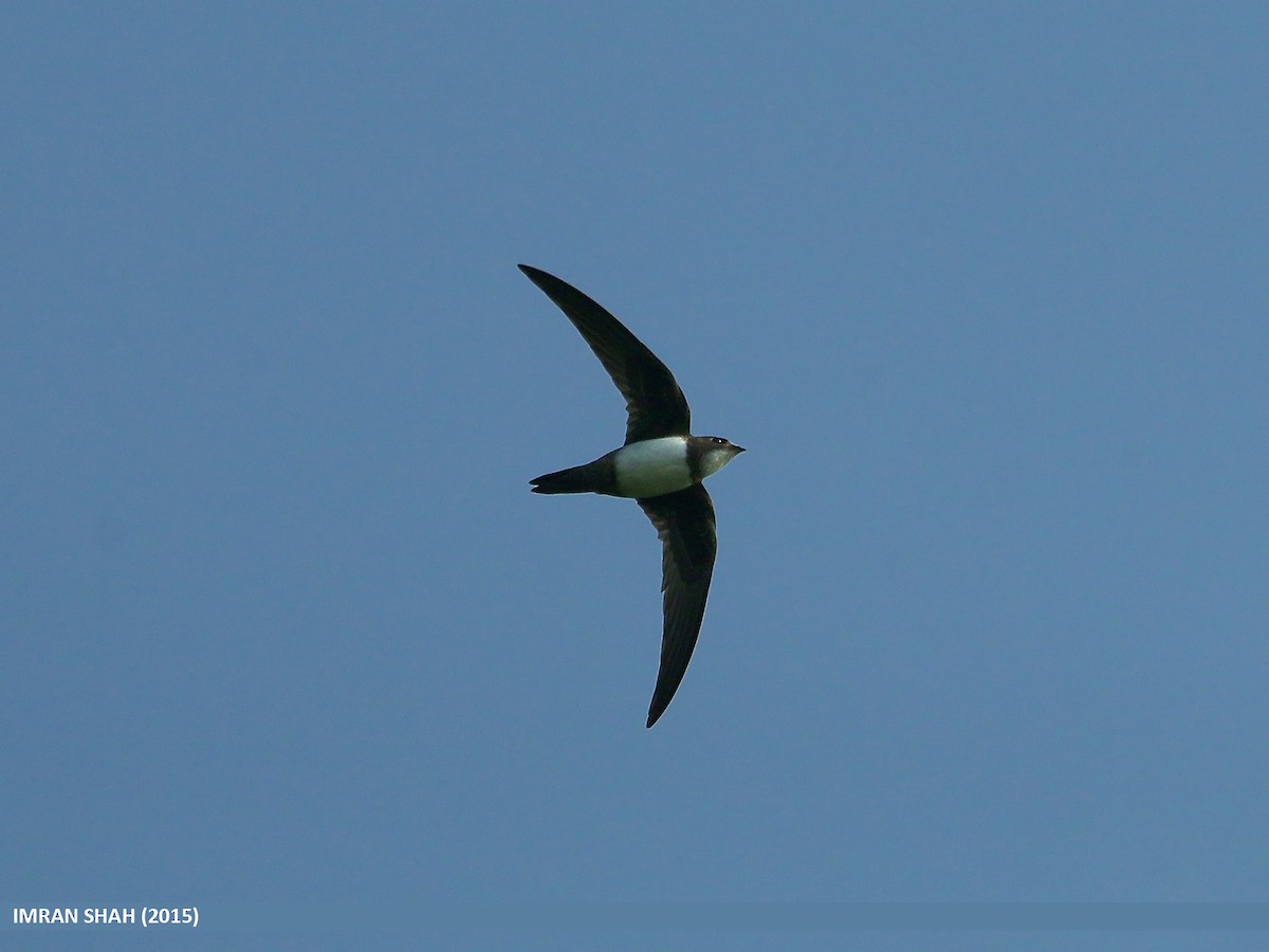 Alpine Swift - ML205830871