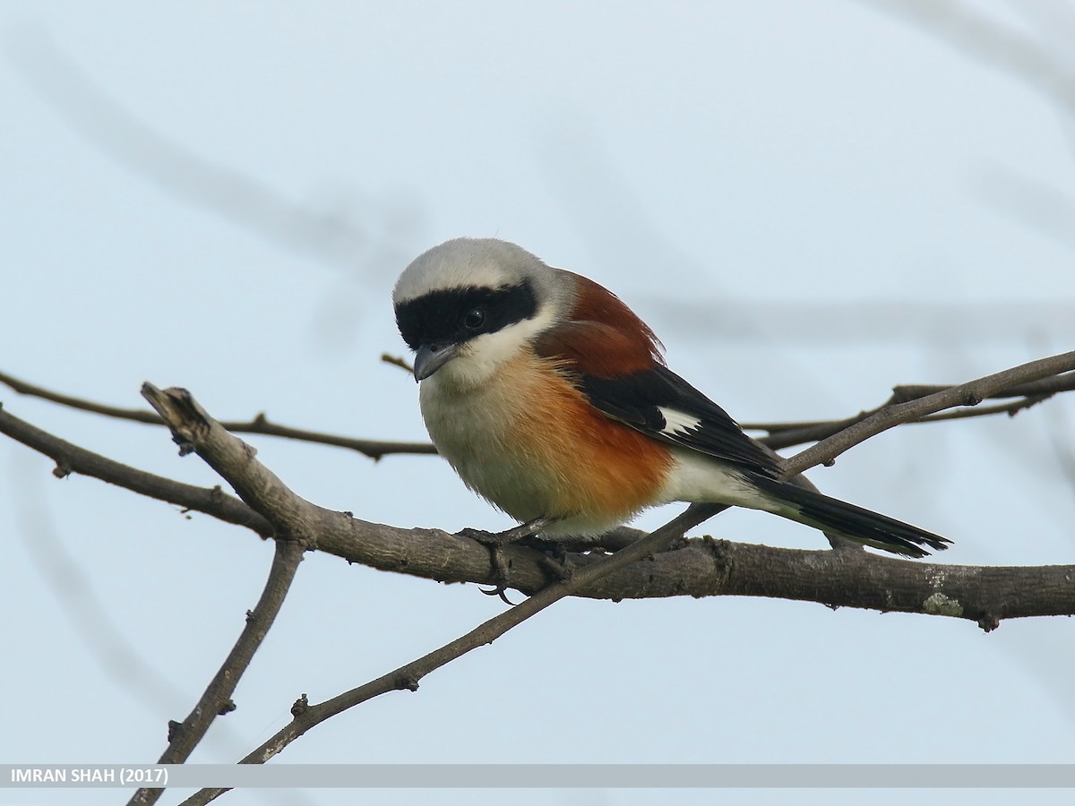 Bay-backed Shrike - ML205830921