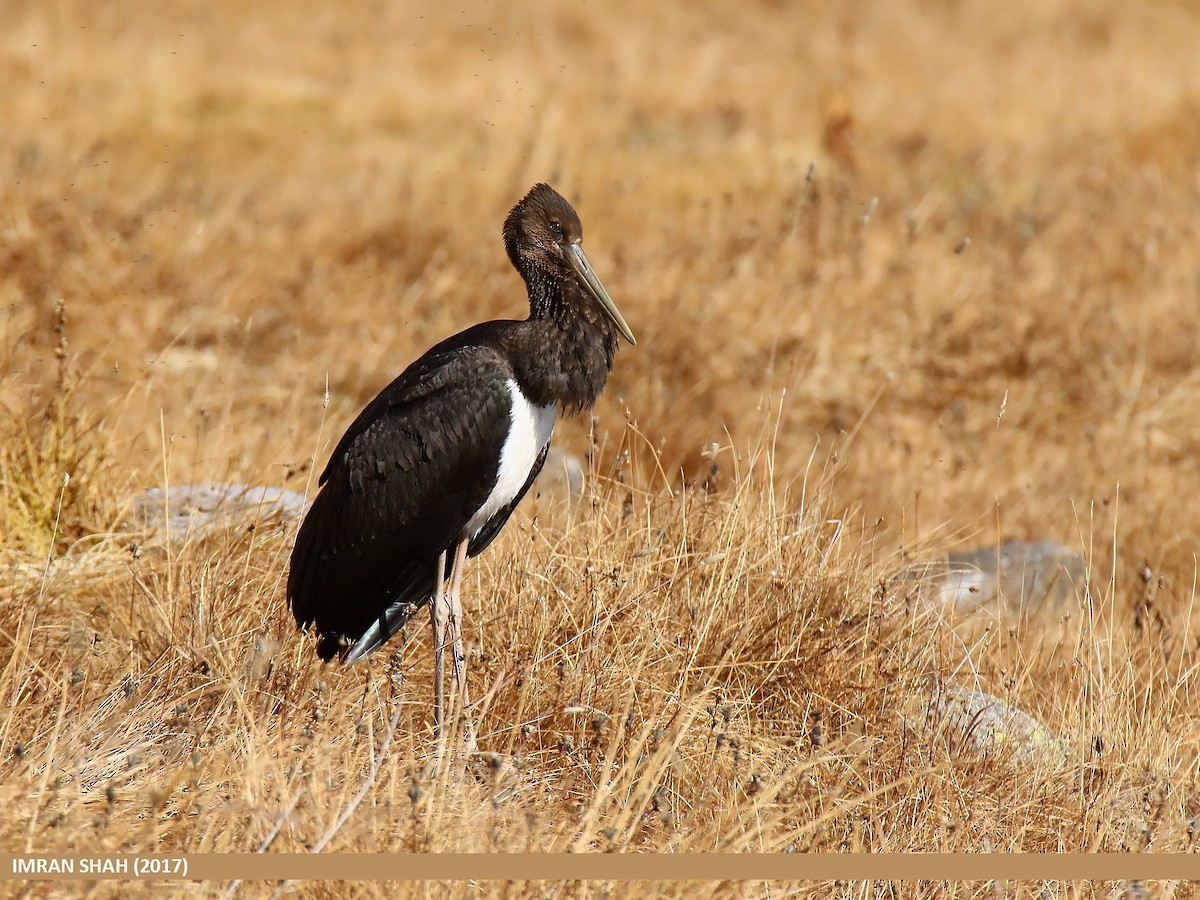 Black Stork - ML205830991