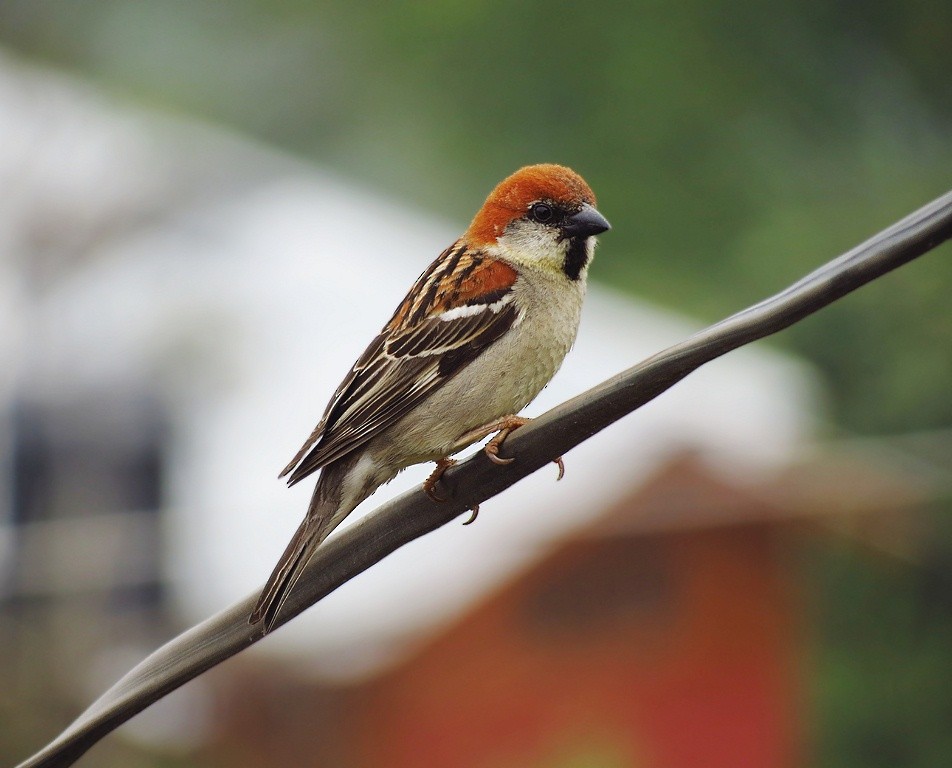 Russet Sparrow - ML205831471