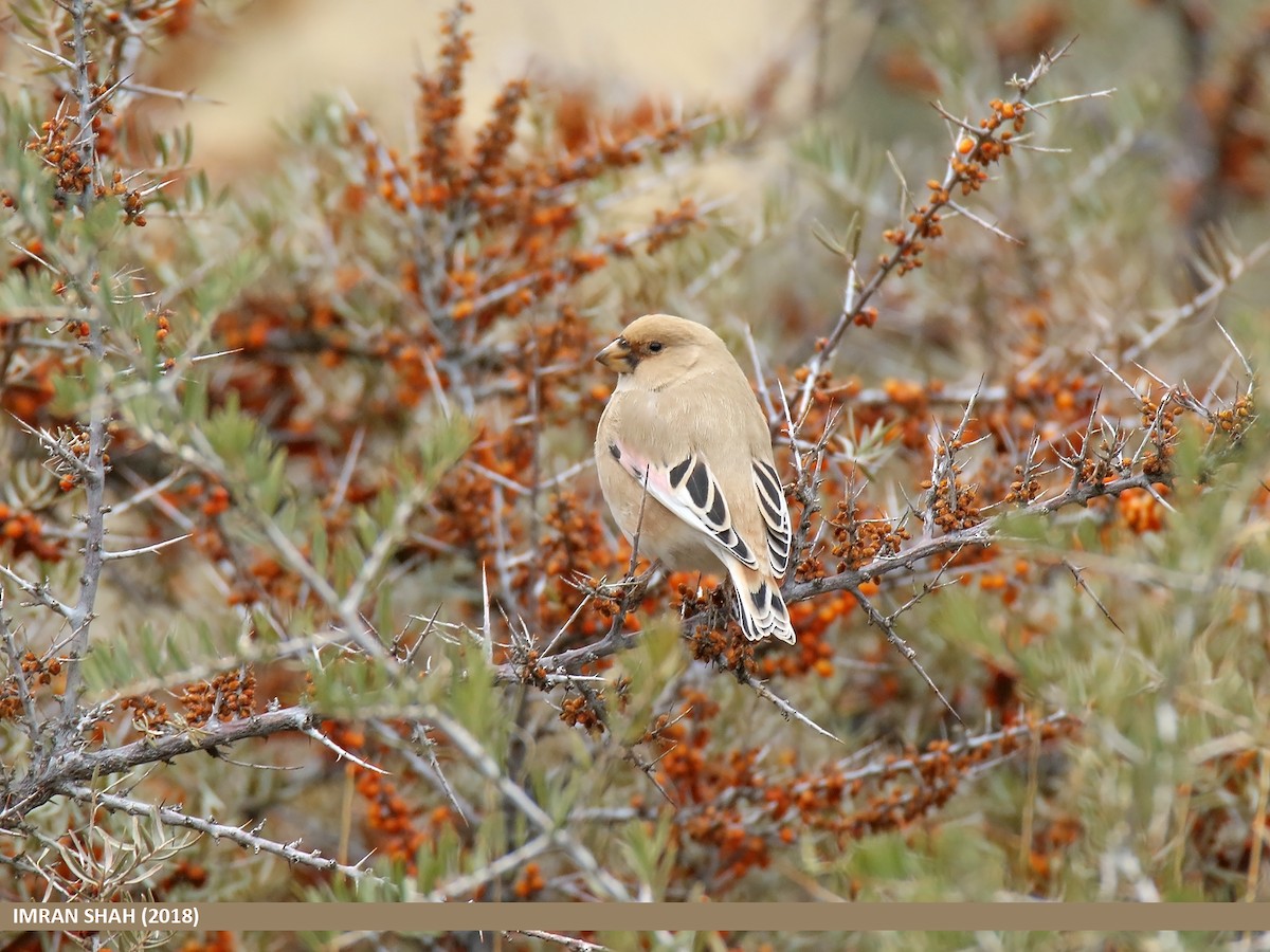 Desert Finch - ML205833061