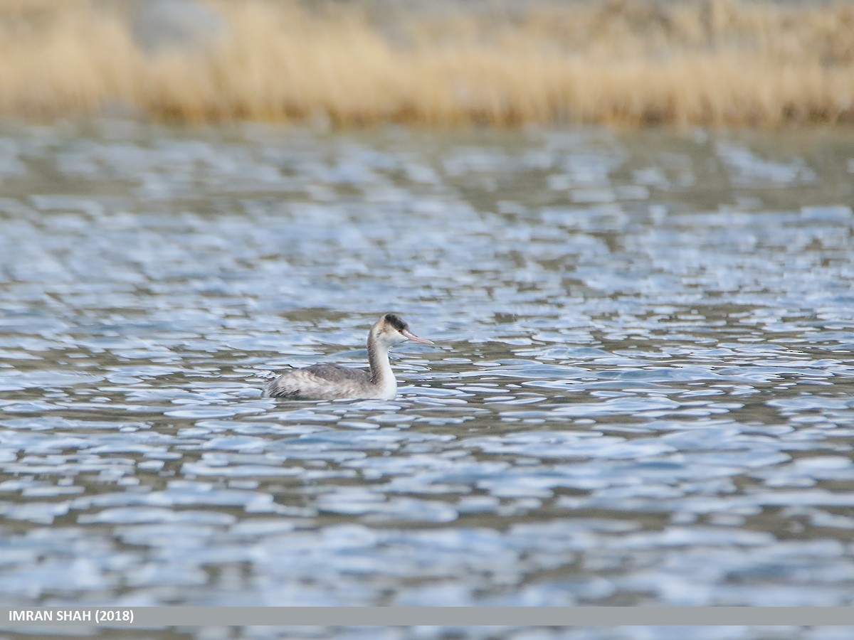 Great Crested Grebe - Imran Shah