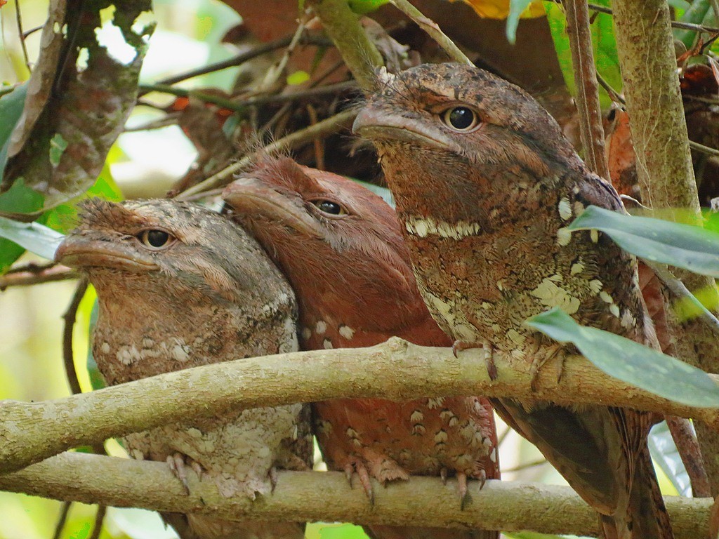 Sri Lanka Frogmouth - ML205833471