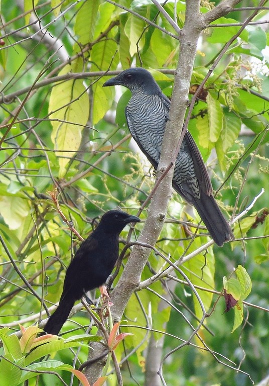 Andaman Cuckooshrike - ML205833551