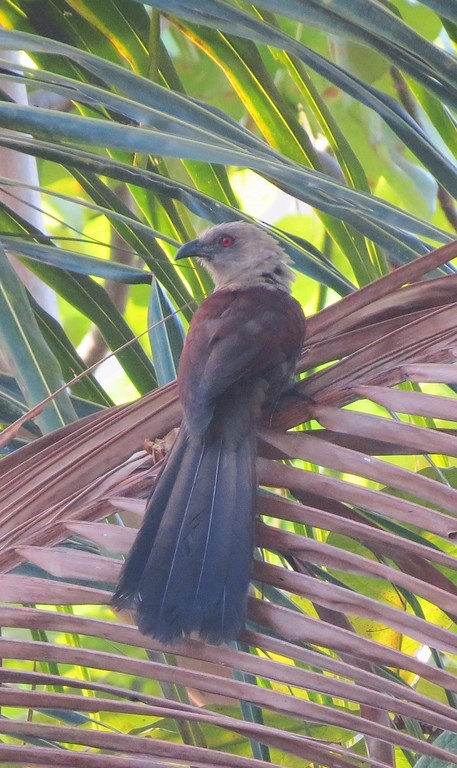 Andaman Coucal - ML205833601