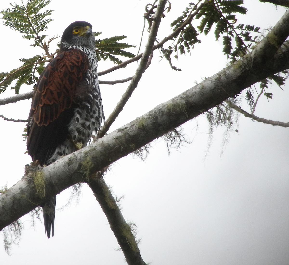 Chestnut-shouldered Goshawk - ML205833851