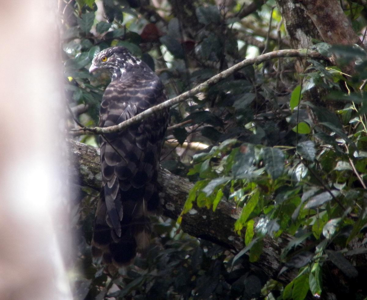 Long-tailed Honey-buzzard - ML205833861