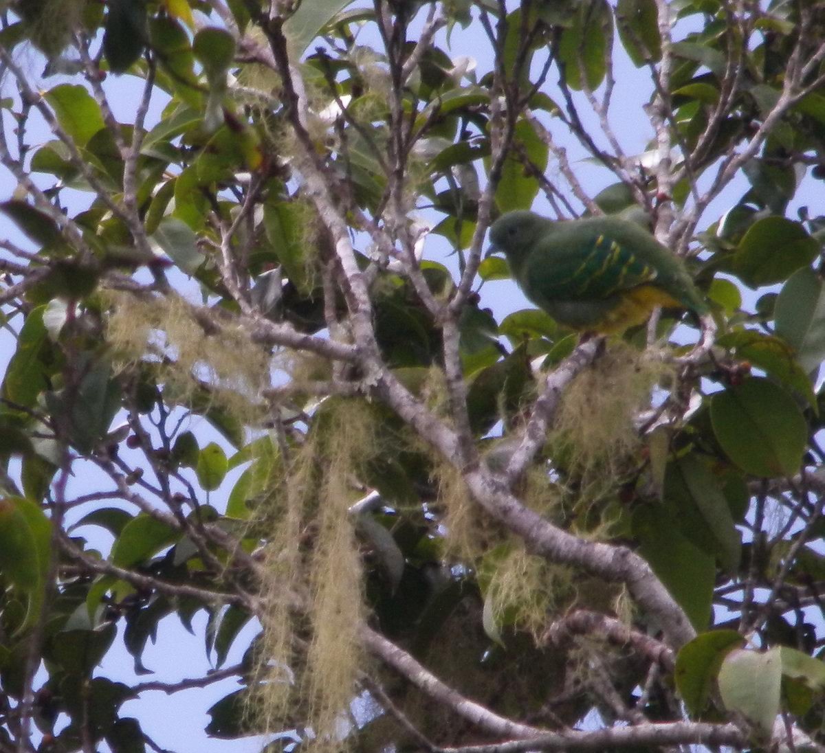 Dwarf Fruit-Dove - ML205833871