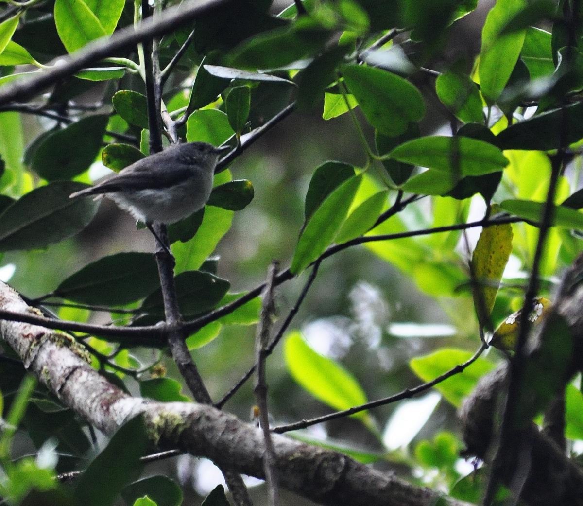 Gray Thornbill - ML205833901