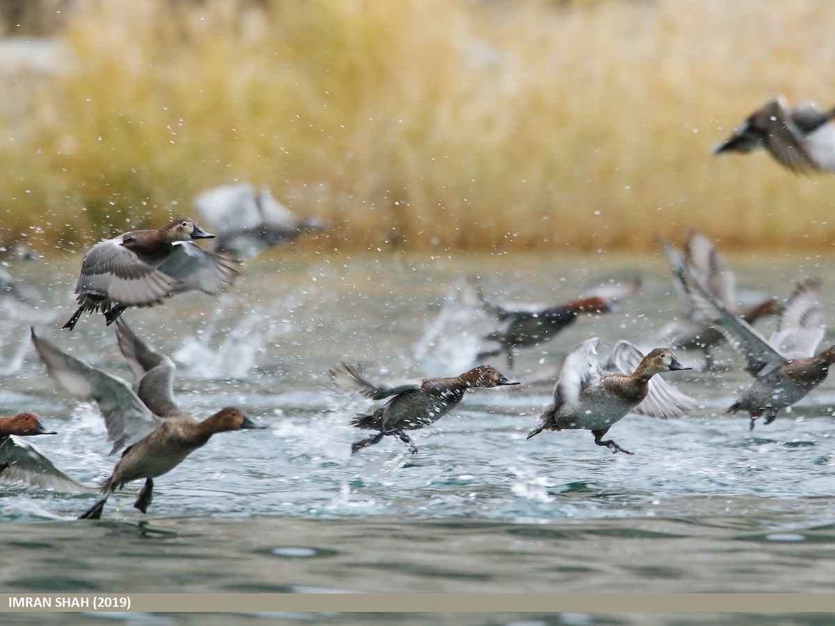 Common Pochard - ML205835201