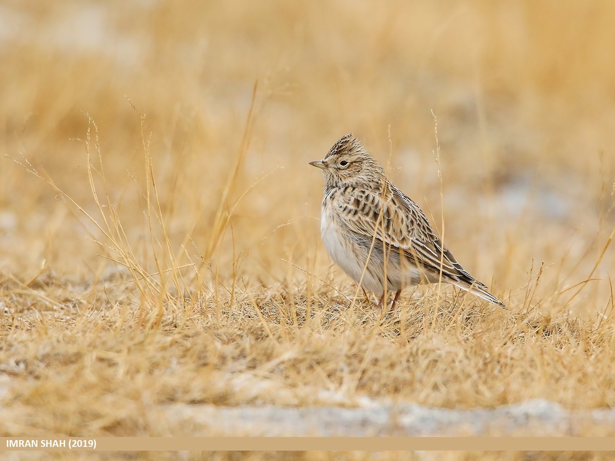Eurasian Skylark (Asian) - Imran Shah