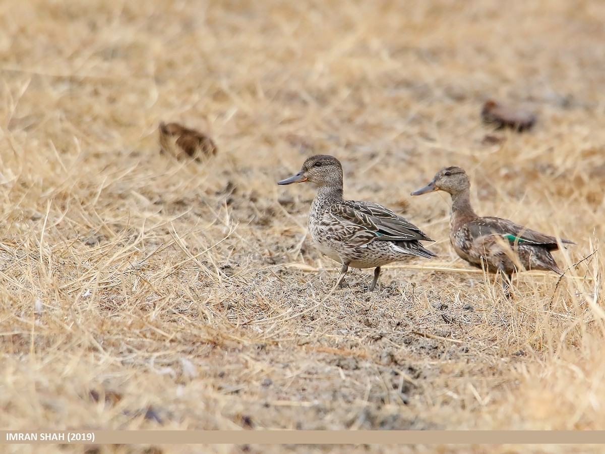 Green-winged Teal (Eurasian) - Imran Shah