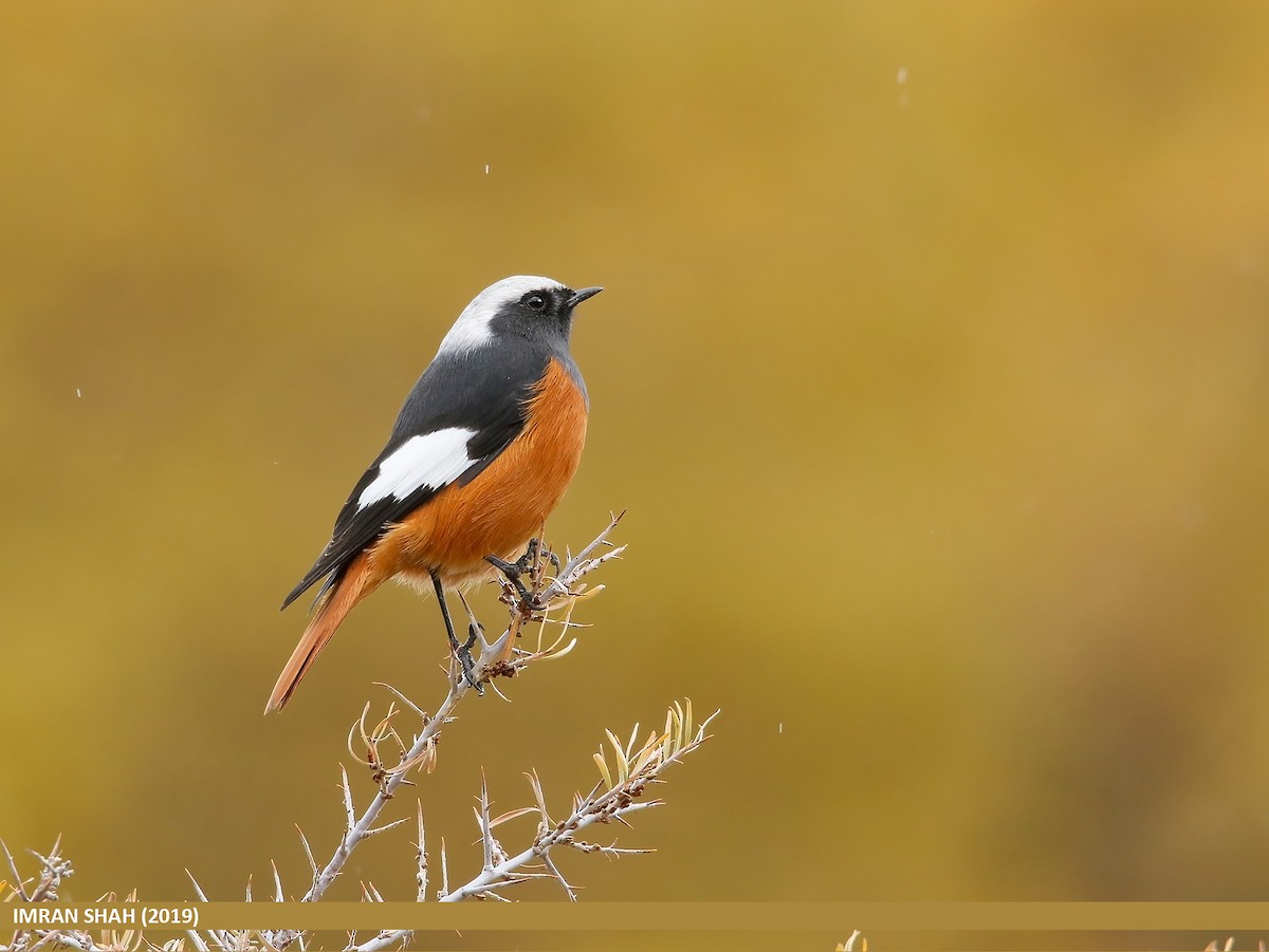 White-winged Redstart - ML205835331