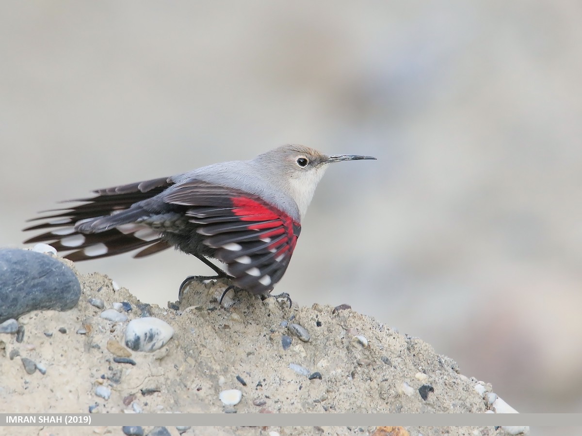 Wallcreeper - ML205835591