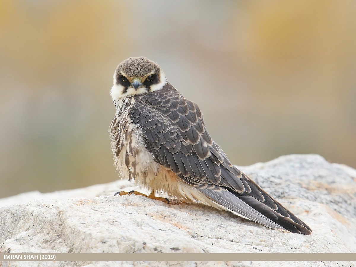 Eurasian Hobby - ML205835691