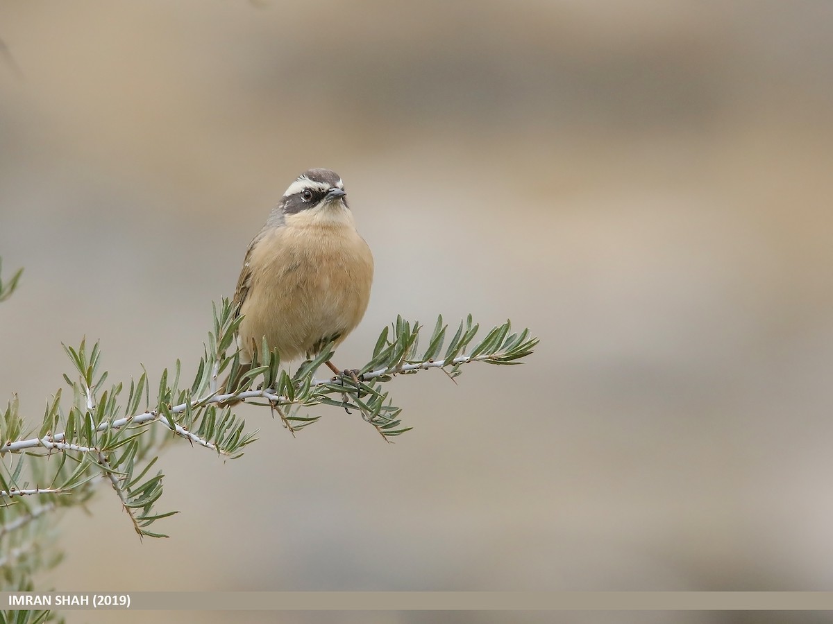 Brown Accentor - ML205837101