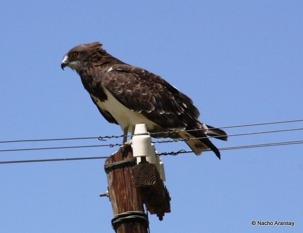 Black-chested Snake-Eagle - ML205837261