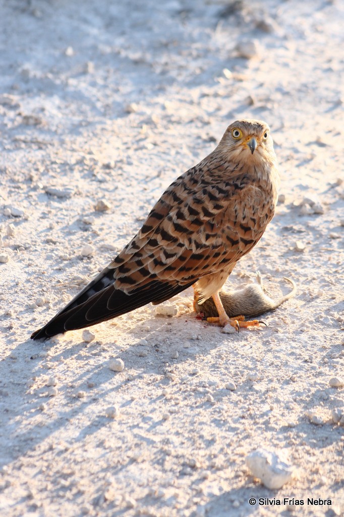 Greater Kestrel - ML205837281