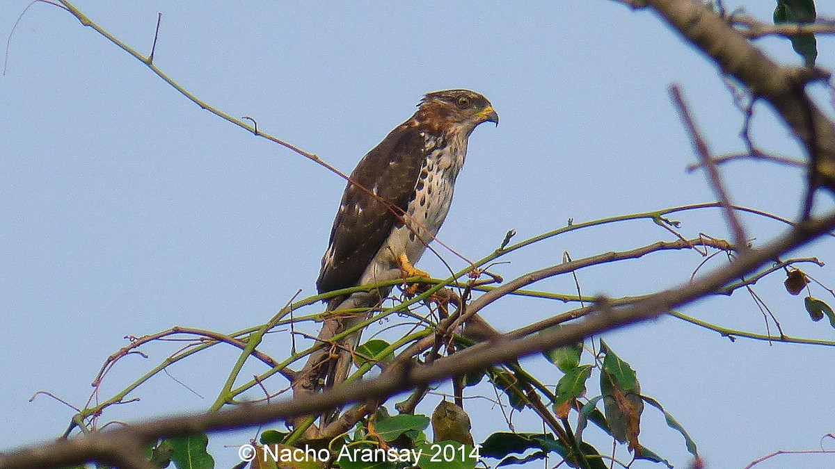 African Cuckoo-Hawk - ML205837381