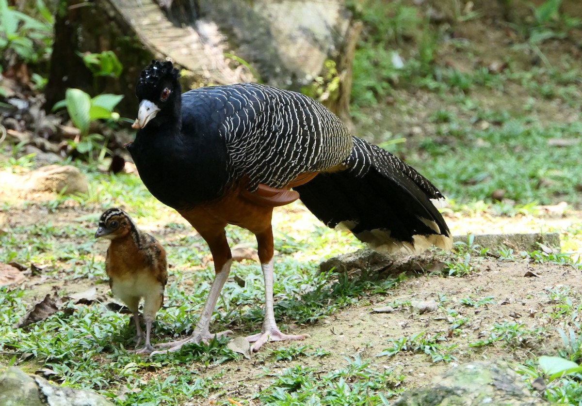 Blue-billed Curassow - ML205837401