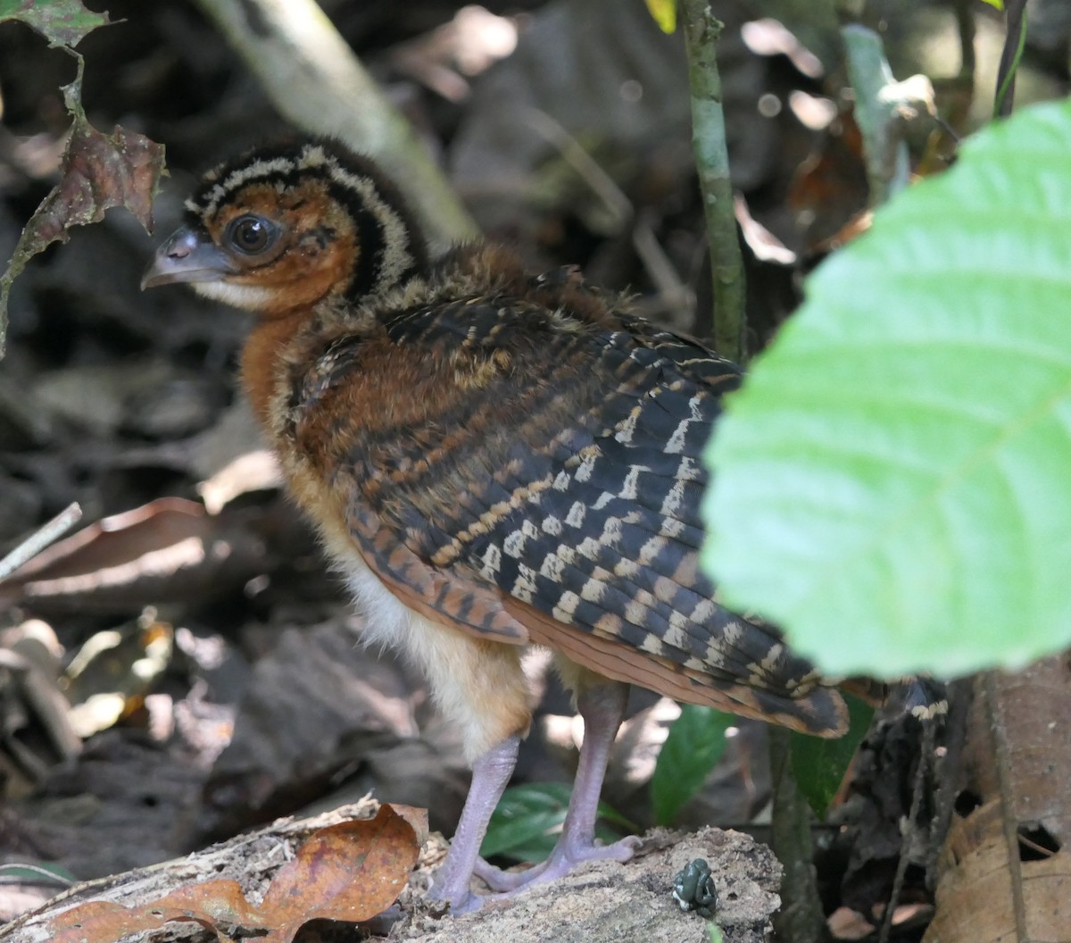 Blue-billed Curassow - Dennis Arendt