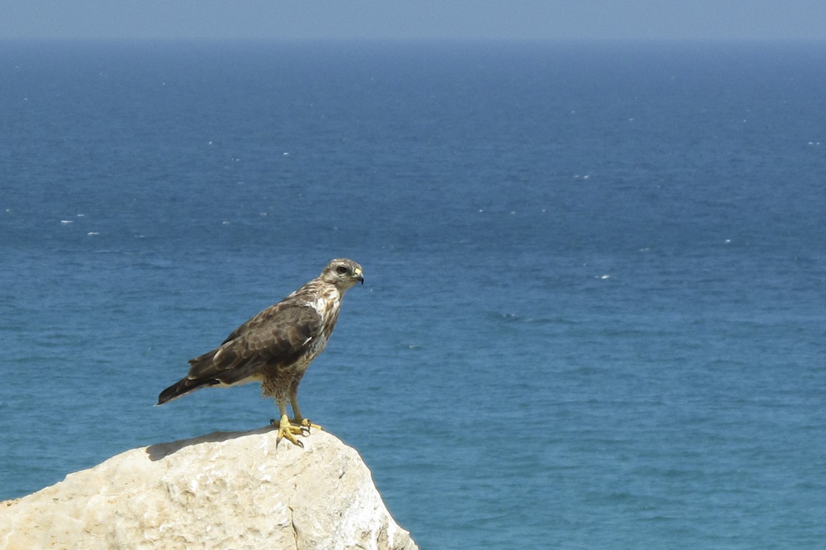 Socotra Buzzard - ML205839181