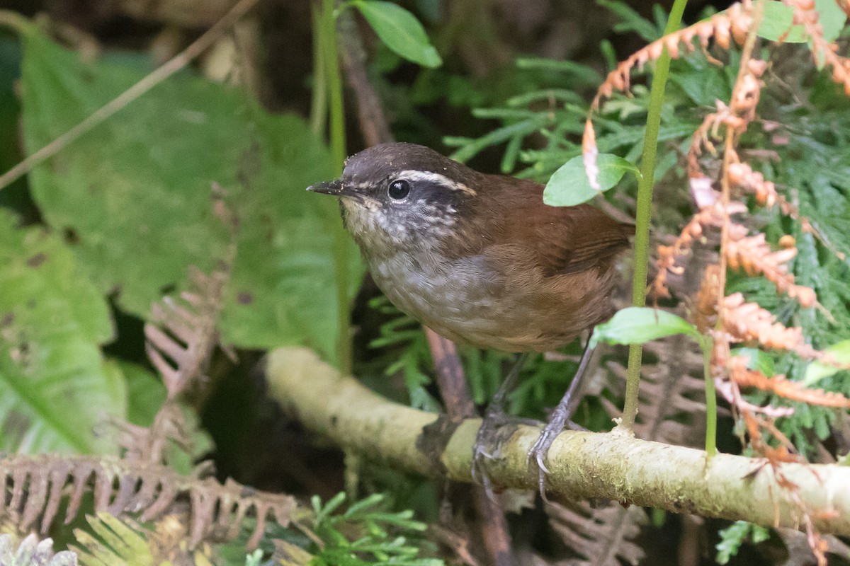 Hermit Wood-Wren - Rob Felix