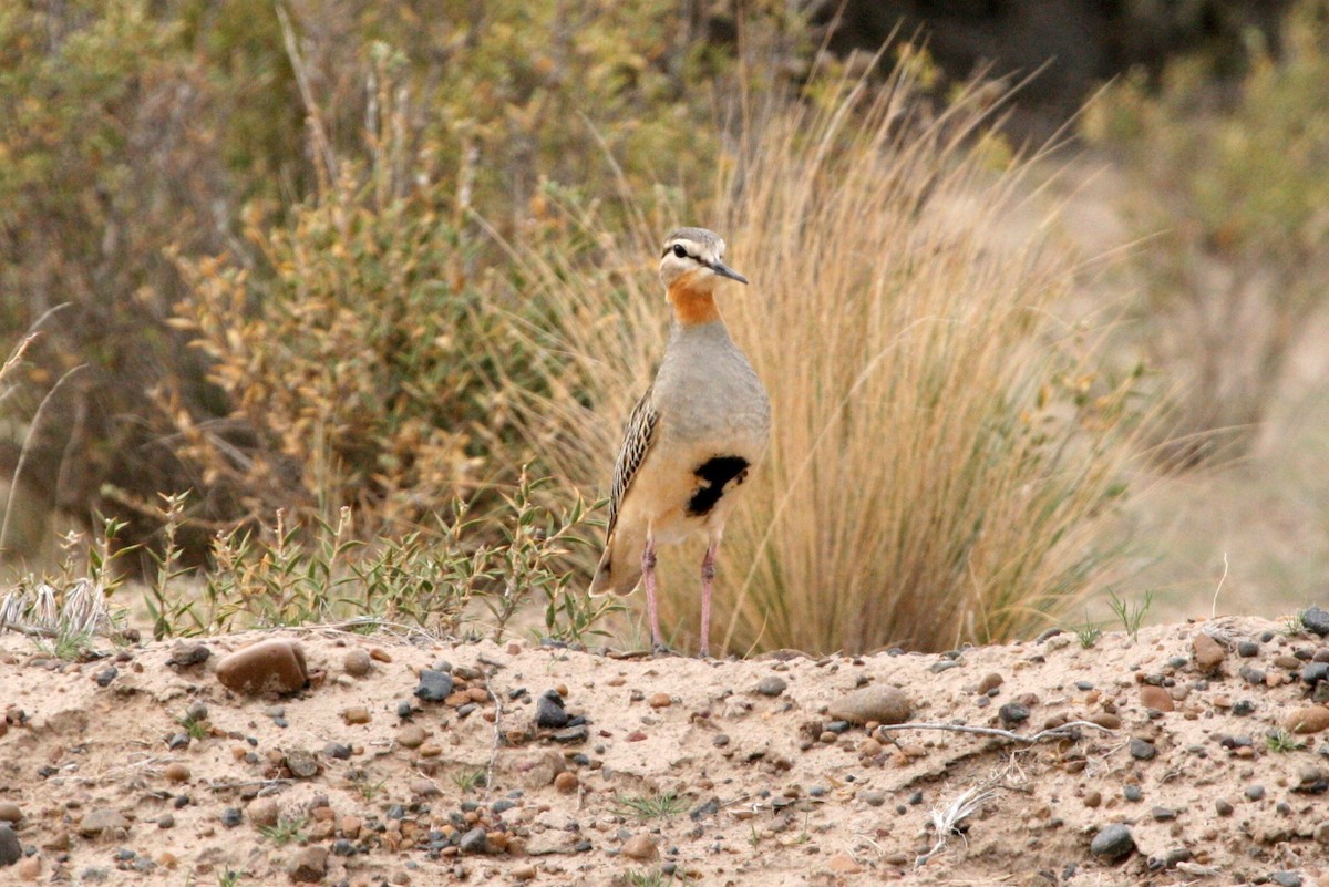 Tawny-throated Dotterel - ML205841141