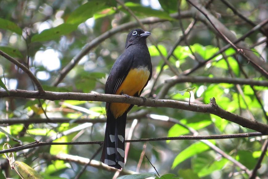 Black-headed Trogon - Marian W