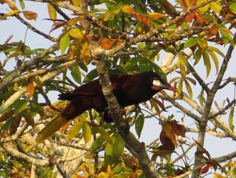 Montezuma Oropendola - ML205841351