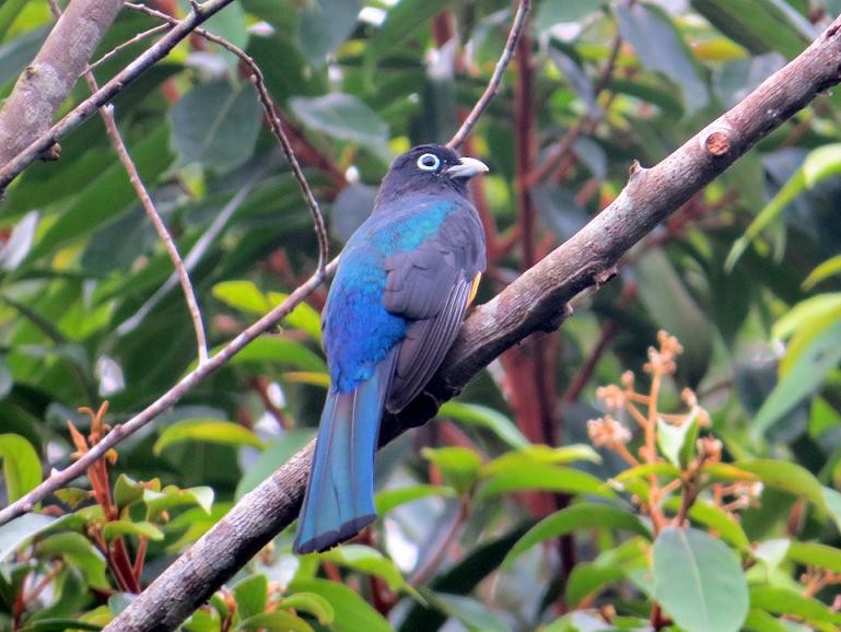 Trogon à tête noire - ML205841401