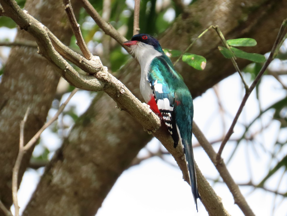 Cuban Trogon - Marian W