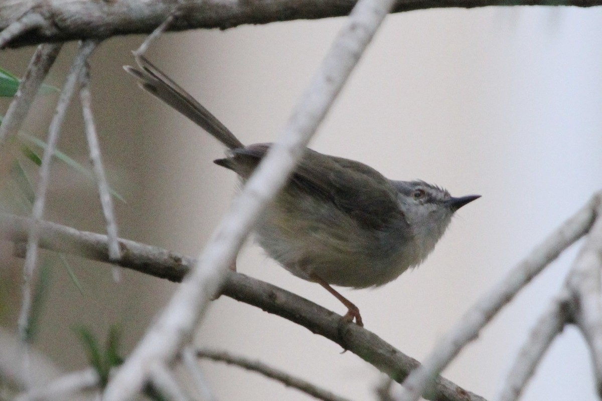 Tawny-flanked Prinia - ML205842521