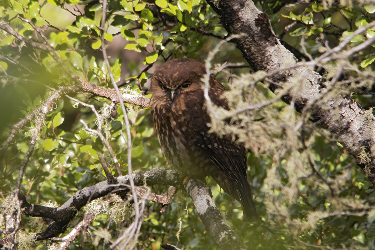 Morepork - ML205842641