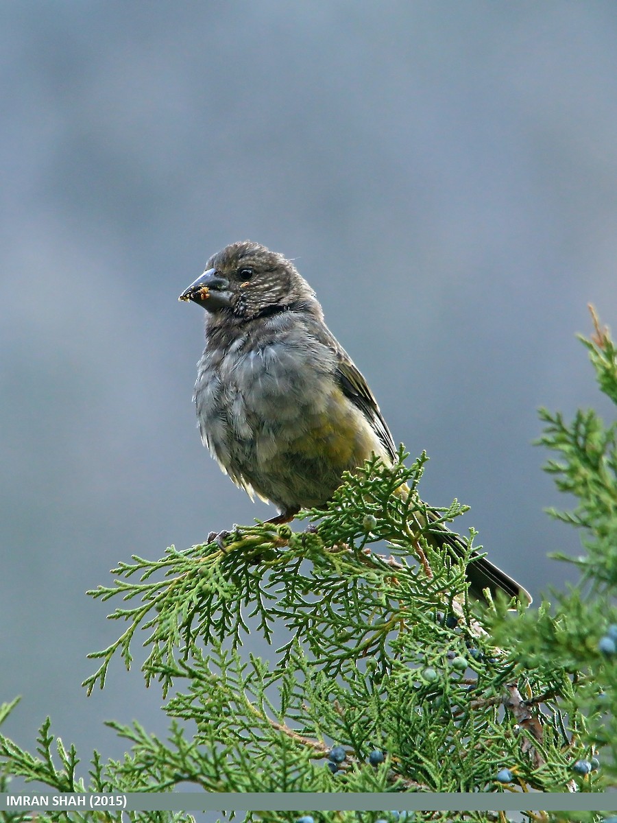 White-winged Grosbeak - ML205842651