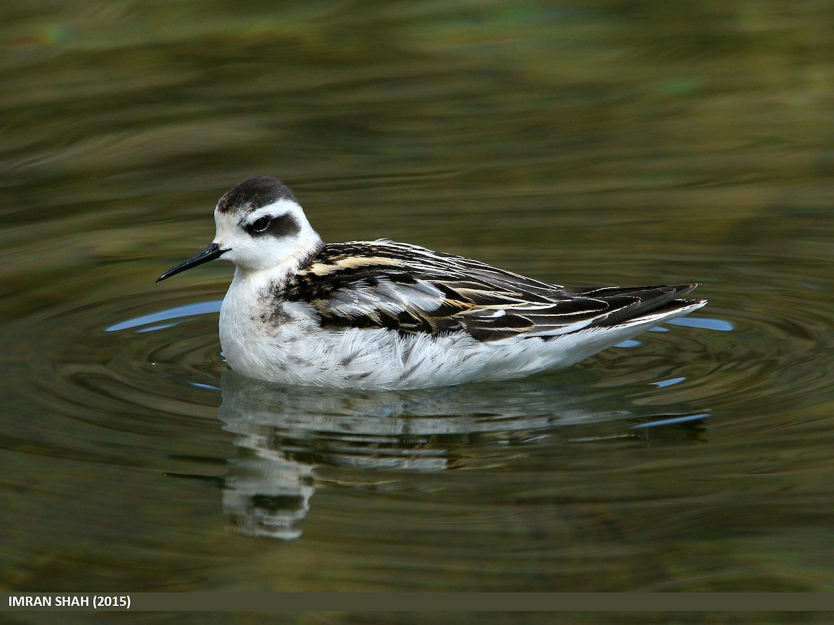 Red-necked Phalarope - ML205842671