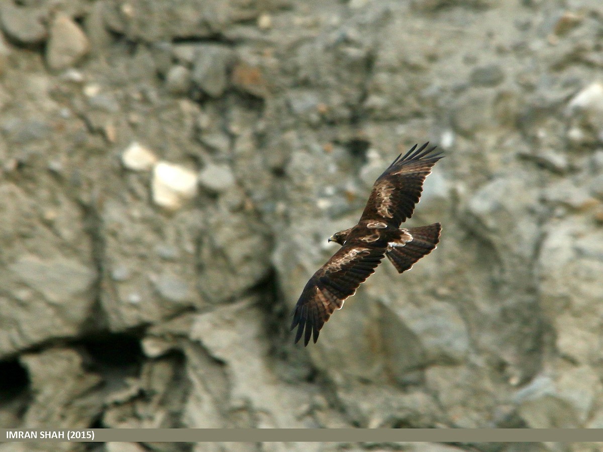 Booted Eagle - ML205842721