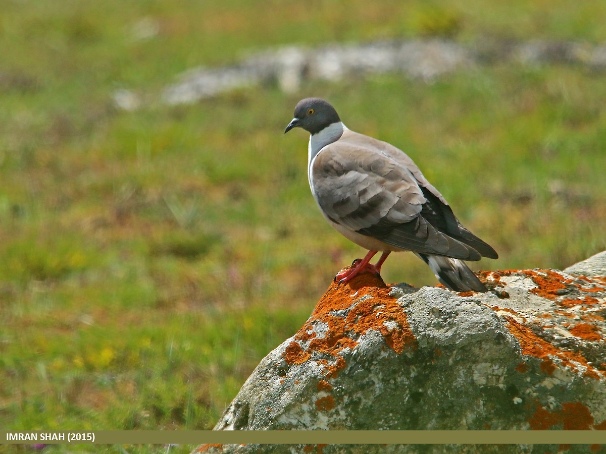 Snow Pigeon - Imran Shah