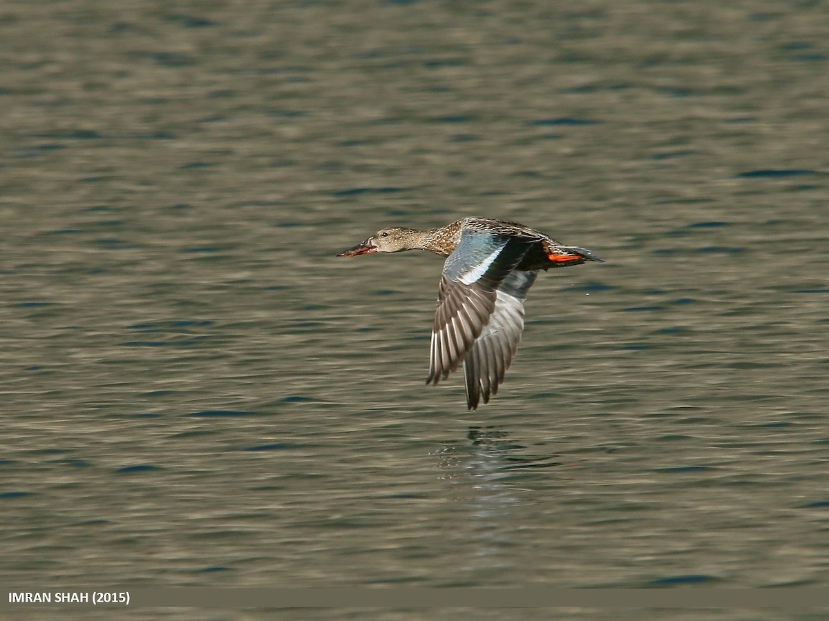 Northern Shoveler - ML205842901