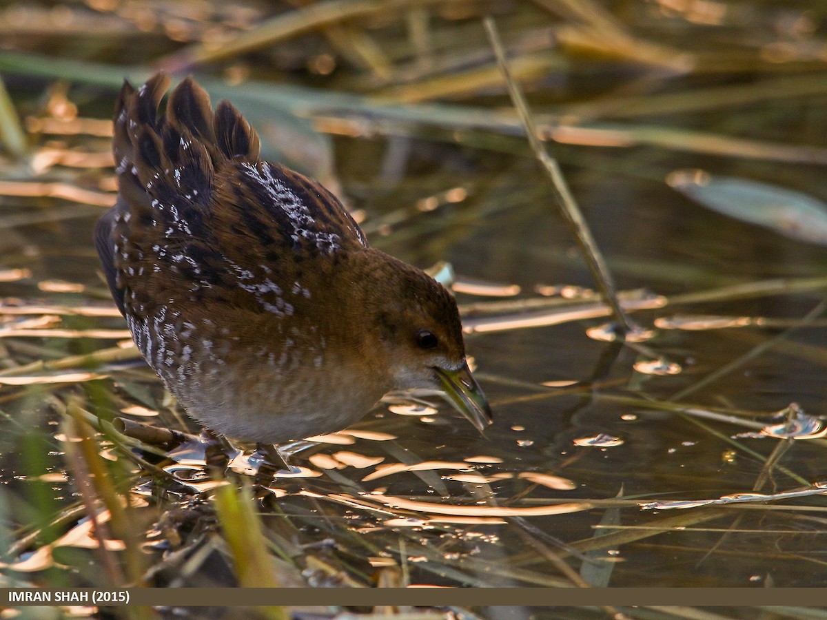 Baillon's Crake - ML205842911