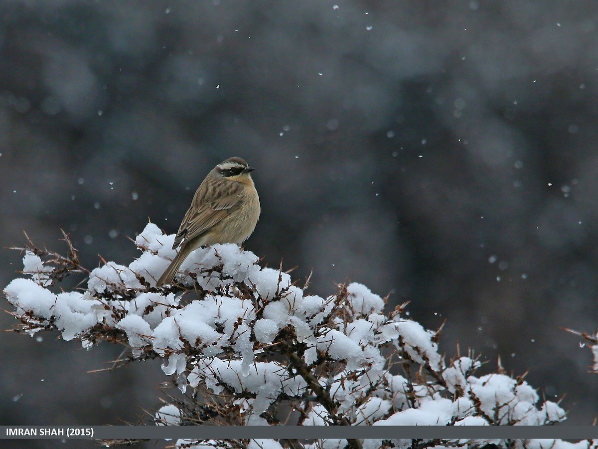 Brown Accentor - ML205842941